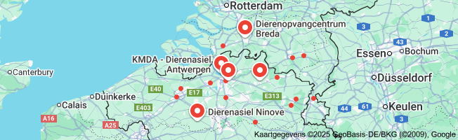 Hartverwarmend vrijwilligerswerk bij een dierenasiel: Helpende handen voor onze viervoetige vrienden