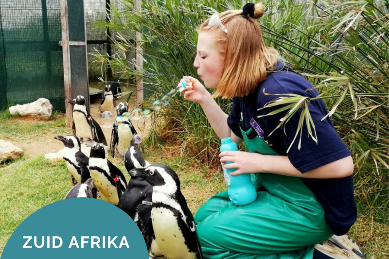 vrijwilligerswerk buitenland dieren