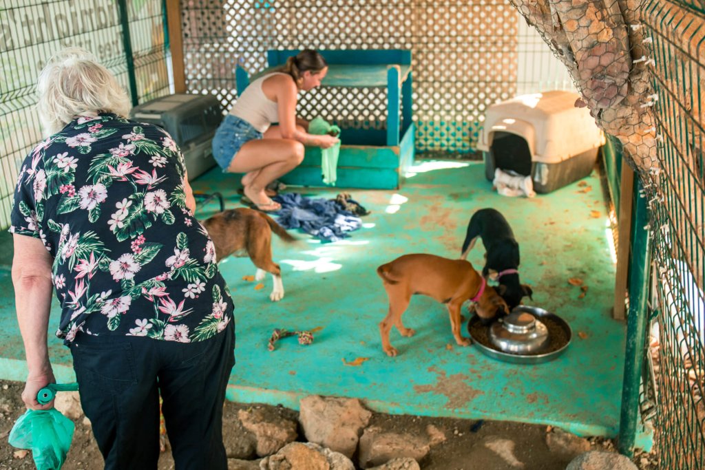 Hartverwarmend vrijwilligerswerk in het hondenasiel: geef een pootje voor de viervoeters in nood!