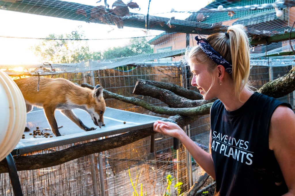 Dieren Vrijwilligerswerk: Een Betrokkenheid bij het Welzijn van Onze Harige Vrienden
